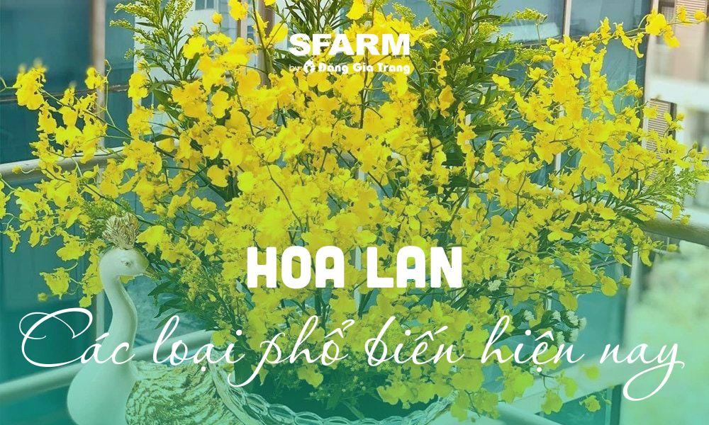 Các loại lan lá to phổ biến mà người yêu lan thường tìm kiếm